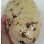 Markisa Jumbo Diatas Dimakan Lalat Buah sedangkan bila Dibawah ??